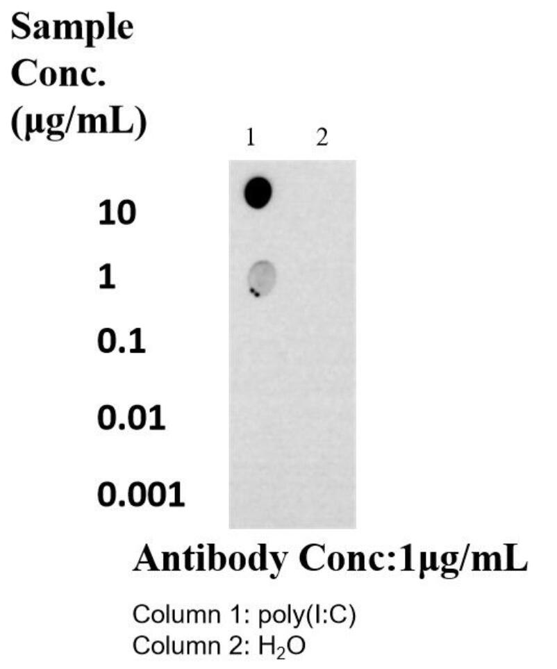 Dot Blot experiment of Poly(I:C) using dsRNA Recombinant antibody (85780-2-RR)